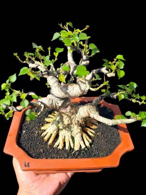 Bahçedeki yeşil bitki