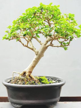 Güzel botanik fotoğrafı, doğal duvar kağıdı.