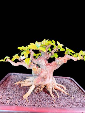 Güzel Asya bahçesinin yakın görüntüsü