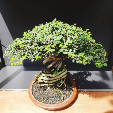 Yeşil yapraklı büyük bir ağaç.