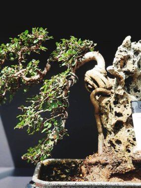 Güzel botanik fotoğrafı, doğal duvar kağıdı.