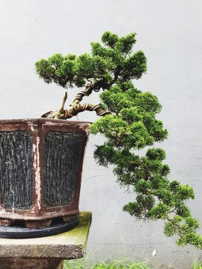 Tahta arka planda saksıda bonsai ağacı