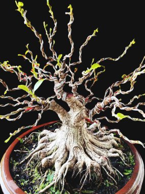 Bahçedeki bonsai ağacı