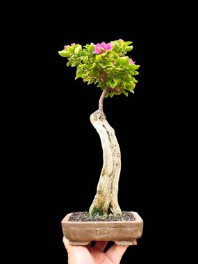 Saksıda bonsai ağacı