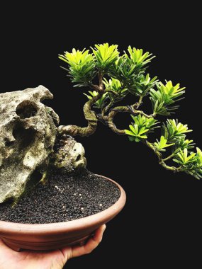 Gri arka planda saksıda bonsai ağacı