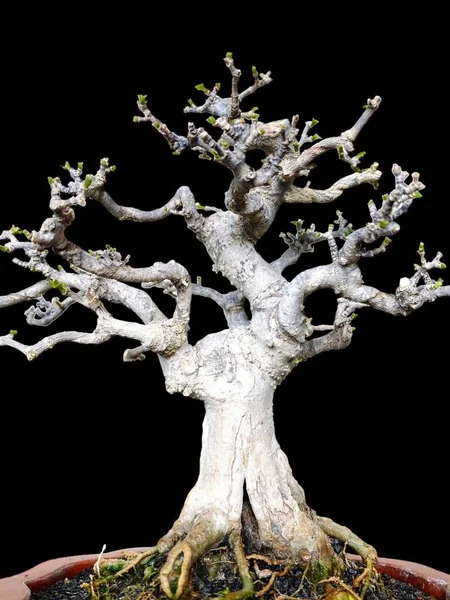 bonsai tree, bonsai tree isolated