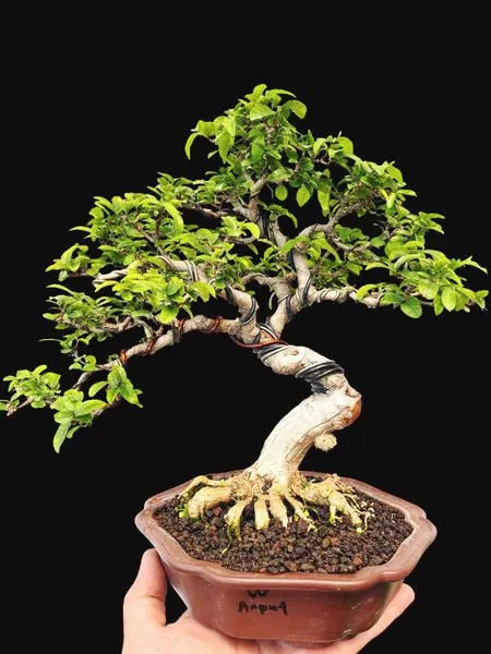 Beyaz Arkaplanda Bonsai Ağacı