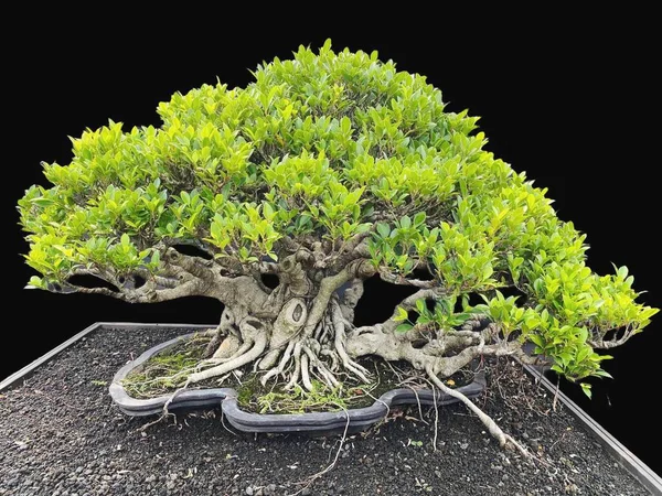 Tencerede bonsai ağacı