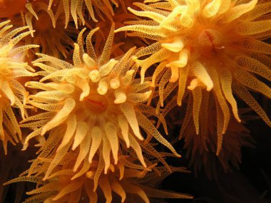 Kırmızılı sarı deniz kestanesine yaklaş.