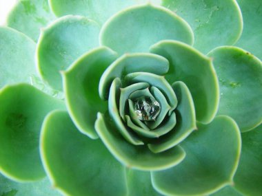 yeşil yapraklar, doğa ve bitki örtüsü