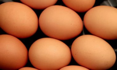 Piyasada taze organik yumurta