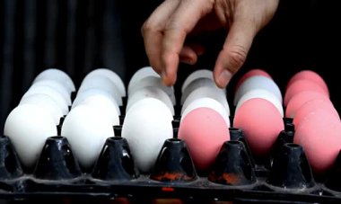 Sepetteki yumurtalar