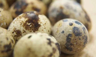 Beyaz arka planda bıldırcın yumurtaları.