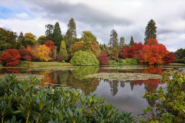 Sheffield Park ve İngiltere 'deki bahçeler sonbahar zamanı İngiltere' de sonbahar renklerinde yapraklarla. 