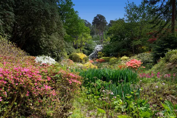 Baharda bir Englisg Bahçesi Rhododendron ve Azalea ile birlikte diğer renkli çiçeklerin arasında. Mavi Gökyüzü