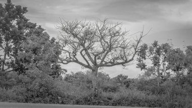 Ağaçlar ve ormanlarla dolu güzel bir manzara.