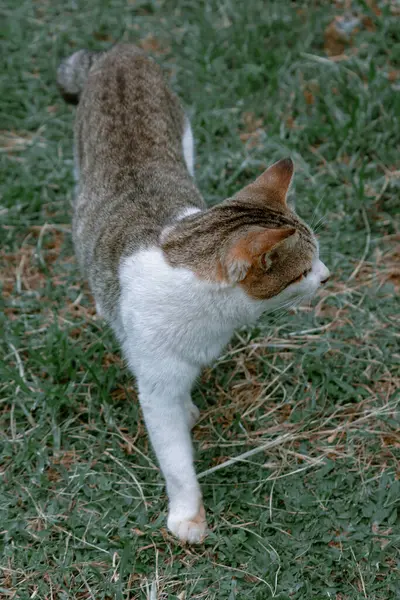 A detailed side view of a cat gracefully walking on vibrant green grass.