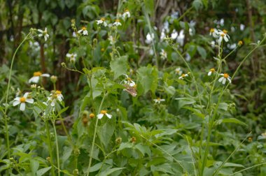 Bir tarlada bir çiçekte oturan bir kelebek.