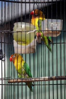 Kafeste yeşil papağan, hayvan konsepti