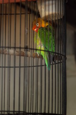 Yuvada yeşil bir papağan