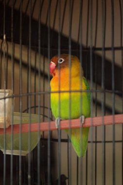 sarı papağan kafeste oturuyor.