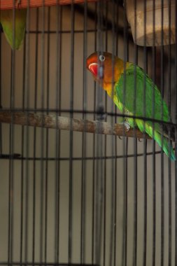 Şirin yeşil papağanın yakın plan fotoğrafı.