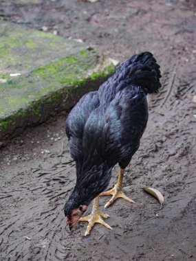 Yerde pirinç yiyen tavuklar, ev yapımı tavuklar veya geleneksel çiftliklerden gelen tavuklar..