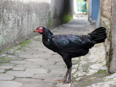 Tavuklar avlunun çevresinde özgürce dolaşır.