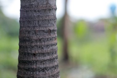 Bulanık yeşil arkaplanı olan desenli bir palmiye gövdesine yakın plan, doğal detayları vurguluyor.