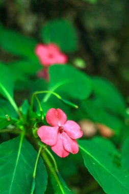 Yeşillik içinde açan yabani bir çiçeğin yakın plan makro çekimi. Doğa fotoğrafçılığı için mükemmel.