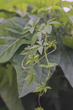 Açık havada taze yeşil yaprakları olan bir sarmaşığa yakın çekim.