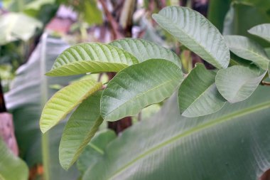 Doğal ortamda bulanık yeşil arkaplan ile Guava yaprakları yakın çekim