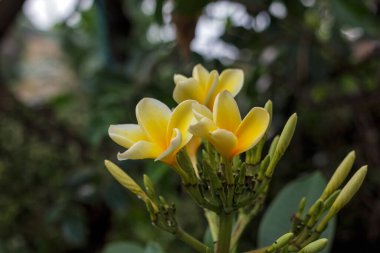 Güzel sarı ve beyaz plumeria çiçekleri, yumuşak taç yaprakları ve canlı renklerle doğal tropikal zarafetlerini sergiliyorlar.