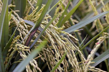 Çeltik tarlalarında yetişen altın pirinç tanelerinin yakınına.