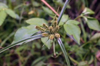 Doğal ortamında dikenli yeşil tomurcukları olan yabani bir ot bitkisinin yakın çekimi.