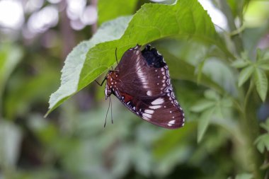 Kahverengi bir kelebek, yemyeşil bir bahçede baş aşağı asılı duruyor.