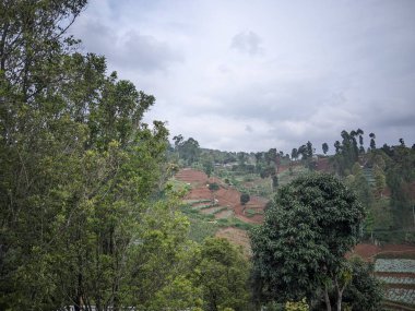 Kırsal Arazide Manzaralı Tarım Tepeleri ve Yeşillik