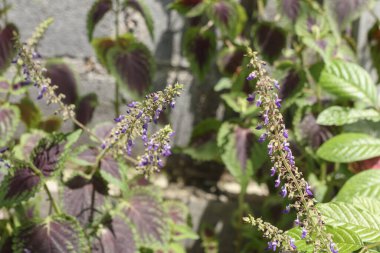 Coleus 'un üzerindeki menekşe demeti açık hava bahçesindeki güneş ışığından kaynaklanır.
