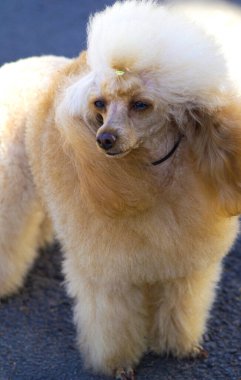 Bir kaniş köpeği portresi. Kayısı kanişi.