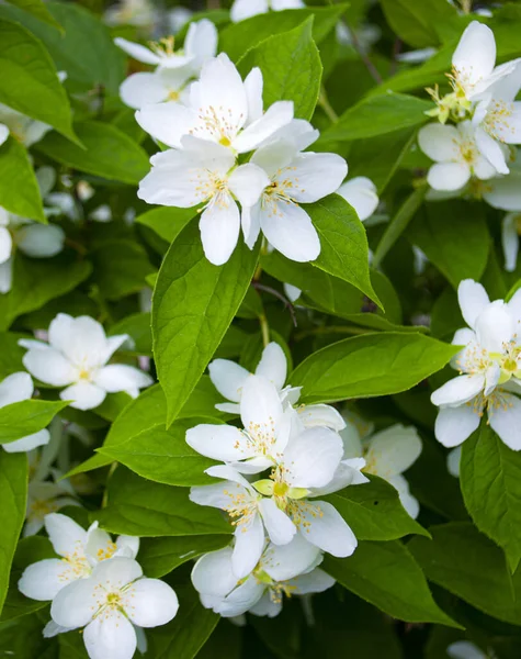 Jasmine bloom. A beautifull white flower of Jasmine falling.Beautiful white jasmine flower