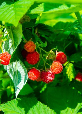 Bahçeye yakın çekim olgun ahududu. Ahududu. Ahududu.