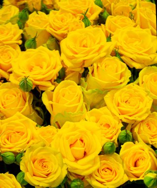 Marketteki sarı gülleri kapatın. Bir buket taze sarı gül.