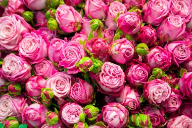 Güllerin çiçek arkaplanı. Kırmızı gül arkaplanı. pembe gül arkaplanı