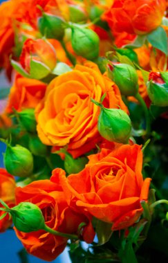 Çiçekli tatil arka planı kırmızı güller. Turuncu güller.