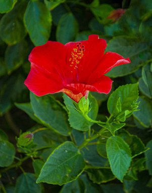 Hibiscus.Bright large red flower of Chinese hibiscus on blurred background of garden greenery. Chinese rose or Hawaiian hibiscus plant in sunlight.	