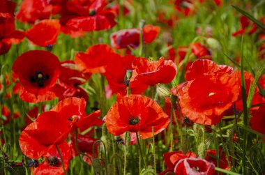 Feuriger Mohn. Büyüyen çok sayıda gelincik.