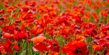 Feuriger Mohn. Büyüyen çok sayıda gelincik.