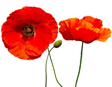 Poppy. Beyaz background.red haşhaş izole kırmızı gelincik. güzel