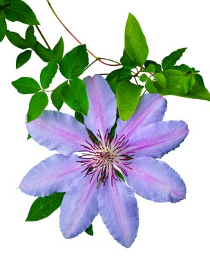 Climatis flower.Colorful flower border. clematis flower isolated on white background. Purple climatis clipart