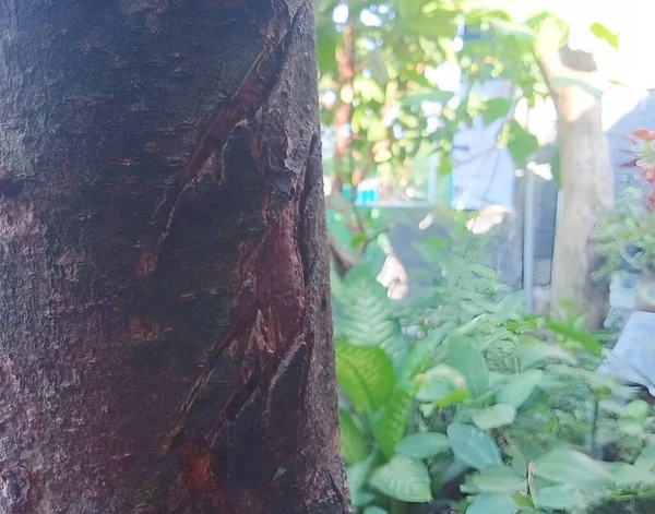 Ağaç gövdesi, bitki örtüsü.